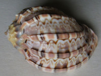Harpa major f. kawamurai (Habe, 1970) 