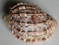 Harpa major f. kawamurai (Habe, 1970) 