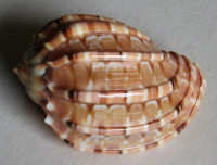 Harpa major f. conoidalis, (Lamarck, 1843)