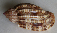 Harpa amouretta, Röding, 1798