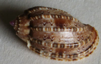 Harpa kolaceki 1)  Cossignani, 2011