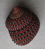 Clanculus pharaonius, Linné, 1758