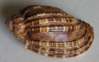 Harpa amouretta 1)  Röding, 1798