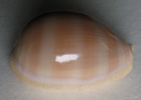 Cypraea carneola, (Linné, 1758) 