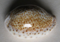 Cypraea turdus, Lamarck, 1810
