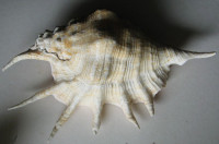 Lambis truncata sebae (Kiener, 1843)