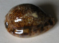 Cypraea gibba vandammei - NEW SUBSPECIES , Edrmann, 2021