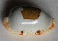 Cypraea clavicola  Lorenz, 1998