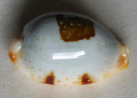 Cypraea clavicola  Lorenz, 1998