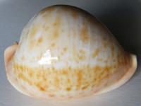 Cypraea armeniaca, Verco, 1912