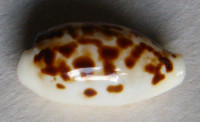 Cypraea hesperina  (F. A. Schilder & Summers, 1963)