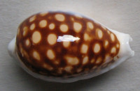 Cypraea exmouthensis magnifica  Lorenz, 2002