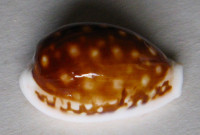 Cypraea exmouthensis (Melvill, 1888)