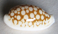 Cypraea cribraria orientalis  F. A. Schilder & M. Schilder, 1940