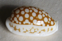 Cypraea cribraria orientalis  F. A. Schilder & M. Schilder, 1940