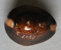 Cypraea caputserpentis, Linnaeus, 1758