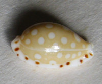 Cypraea cumingii, (Sowerby, 1832)
