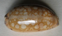 Cypraea scurra, (Gmelin, J.F., 1791)