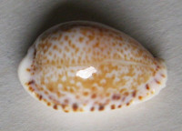 Cypraea spurca sanctahelenae  Schilder, F.A., 1930  