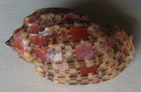 Harpa doris, Röding, 1798