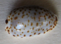 Cypraea irrorata 1)  Gray, 1828