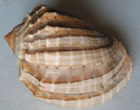 Harpa crenata, Swainson, 1822