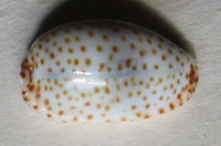 Cypraea irrorata 4)  Gray, 1828
