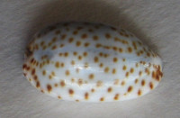 Cypraea irrorata 6)  Gray, 1828