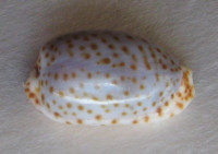 Cypraea irrorata  8)  Gray, 1828