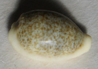 Cypraea dayritiana Cate, 1963