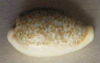 Cypraea dayritiana  3)  Cate, 1963