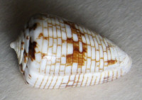 Conus melwilli , Sowerby, 1879