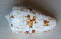 Conus melwilli , Sowerby, 1879