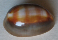 Cypraea ventriculus topee 1)  Steadman & Cotton, 1943
