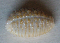 Cypraea nucleus gemmosa   (Perry, 1811)