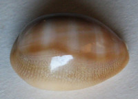 Cypraea schilderorum, Iredale, 1939