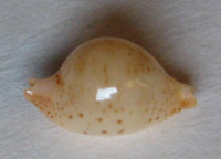 Cypraea cicercula takahashii Moretzsohn, 2007