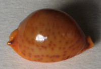 Cypraea globulus sphaeridium , F. A. Schilder & M. Schilder, 1938