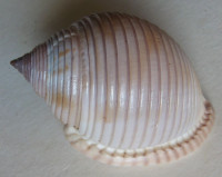 Semicassis umbilicata 1) (Pease, 1861)