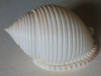Semicassis umbilicata  (Pease, 1861)