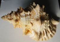Tutufa lissostoma , Smith, E.A., 1894