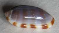 Volvarina arabica  Boyer, 2015