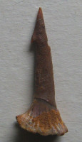 Onchopristis numidus