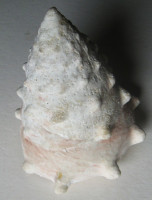 Tectus dentatus (Forsskål, 1775)