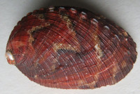 Haliotis diversicolor squamata, Reeve, L.A., 1846