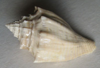 Athleta spinosus