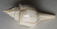 Clavilithes scalaris, Fasciolariidae