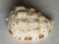 Morum oniscus  (Linne 1767)