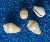 Eratoena sandwichensis, Pease, 1860