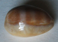 Cypraea schilderorum, Iredale, 1939